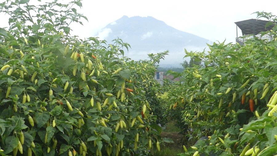 Produksi Berkurang, Harga Cabai Semakin Pedas