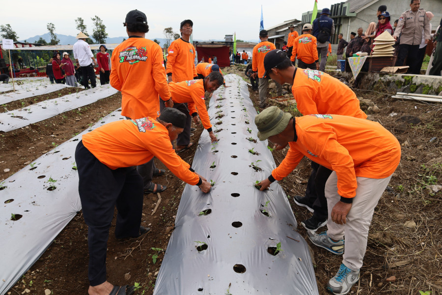 Petani di Temanggung Gelar Gerakan Tanam Cabai Bersama, Targetkan Panen Jelang Hari Besar