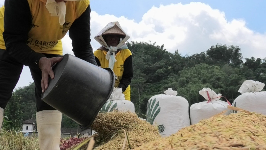 Bulog Magelang Percepat Penyerapan Gabah dan Beras Petani