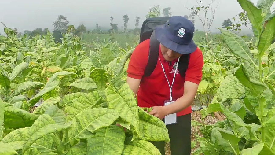 Lahan Tembakau di Temanggung Capai 14 Ribu Hektare