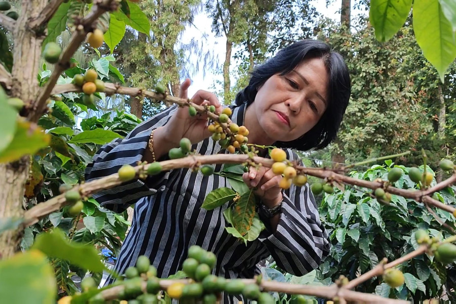 Perhutani Kembangkan Kopi Yellow Caturra di Temanggung
