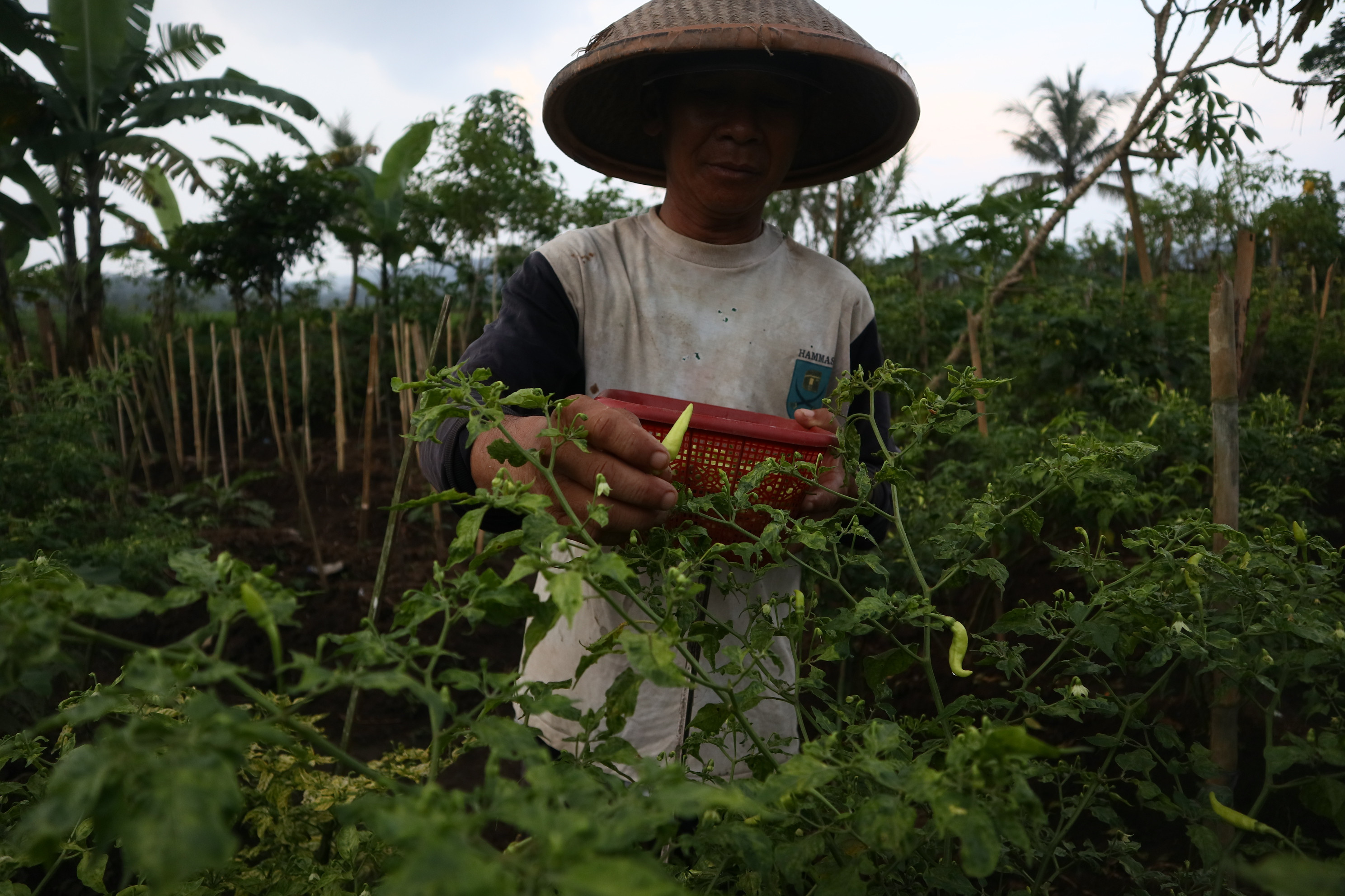 Harga cabai di tingkat petani di bawah Rp 10 ribu