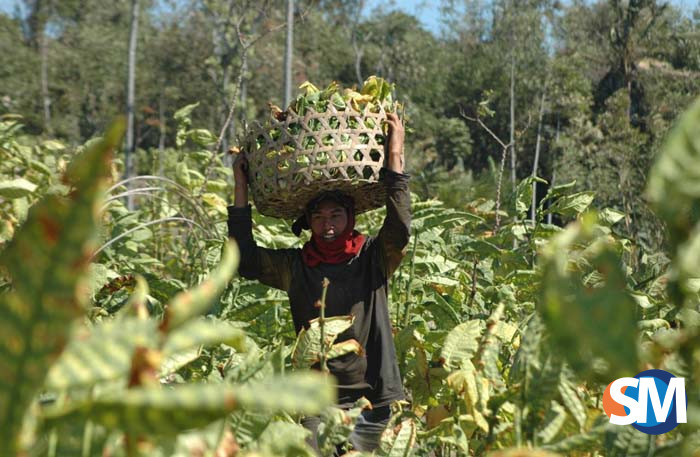 Gugus Tugas Pertembakauan Telah Dibentuk Pemkab Temanggung