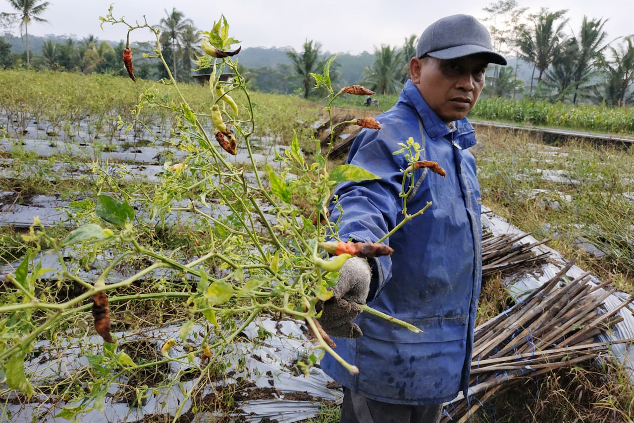 Tanaman Cabai Terserang Patek, Petani Alami Kerugian