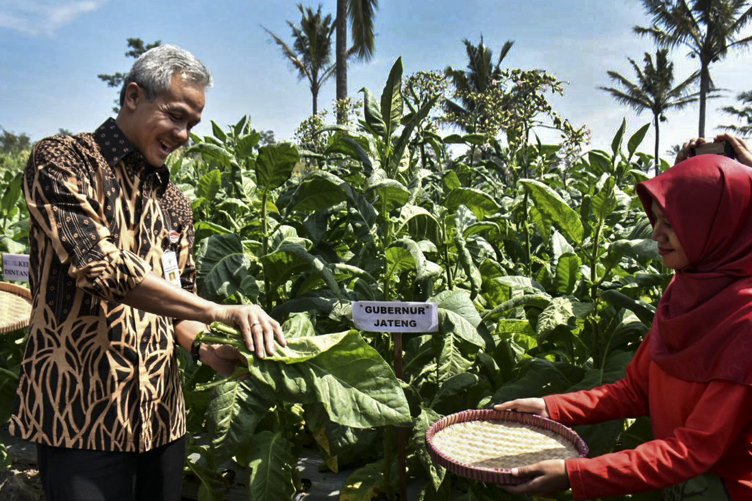 Petani Berharap Ganjar Bisa Tengahi Masalah Tata Niaga Tembakau