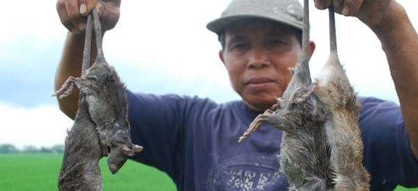 152 Hektare Tanaman Padi di Temanggung Diserang Tikus