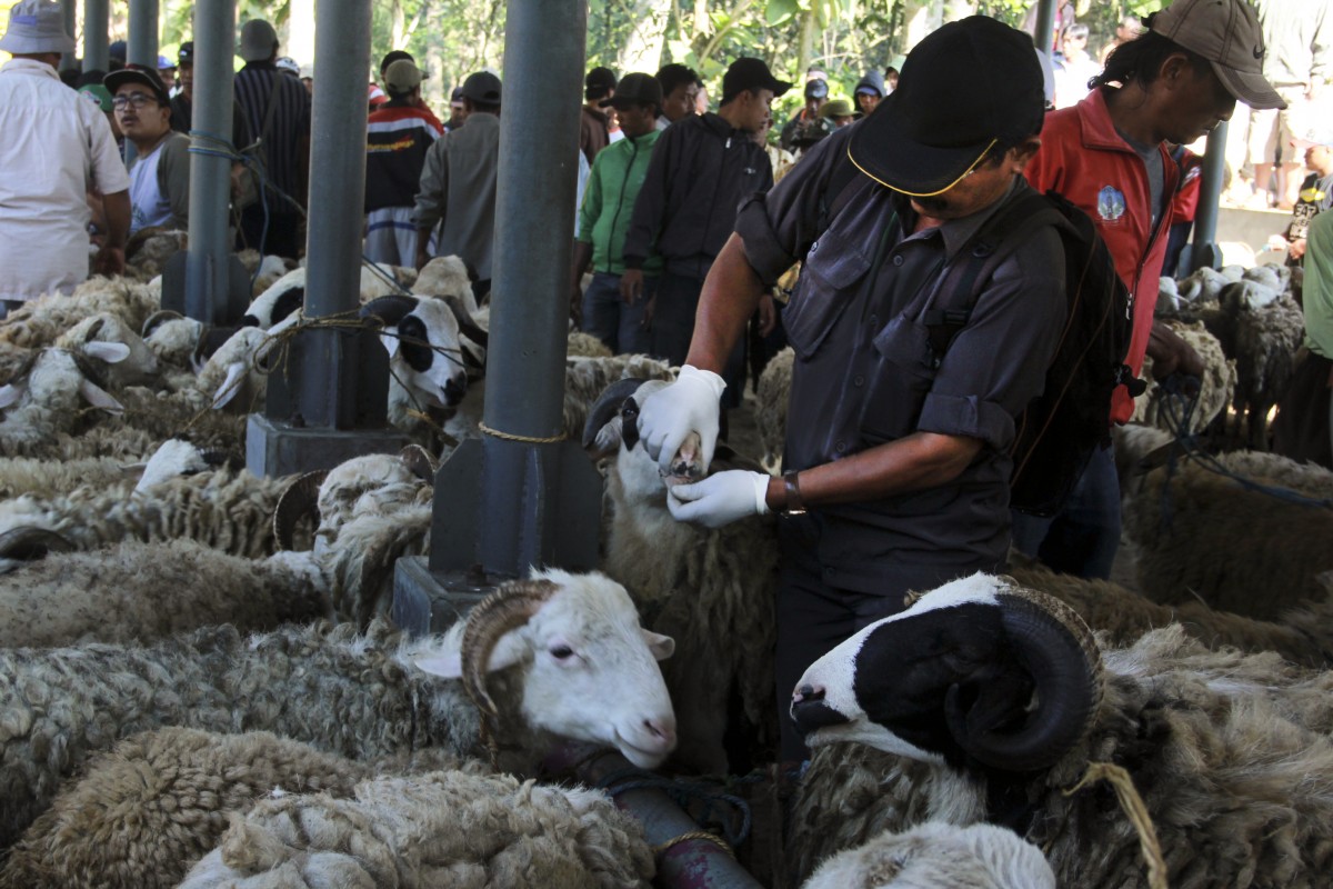 Harga Hewan Kurban di Temanggung Alami Kenaikan