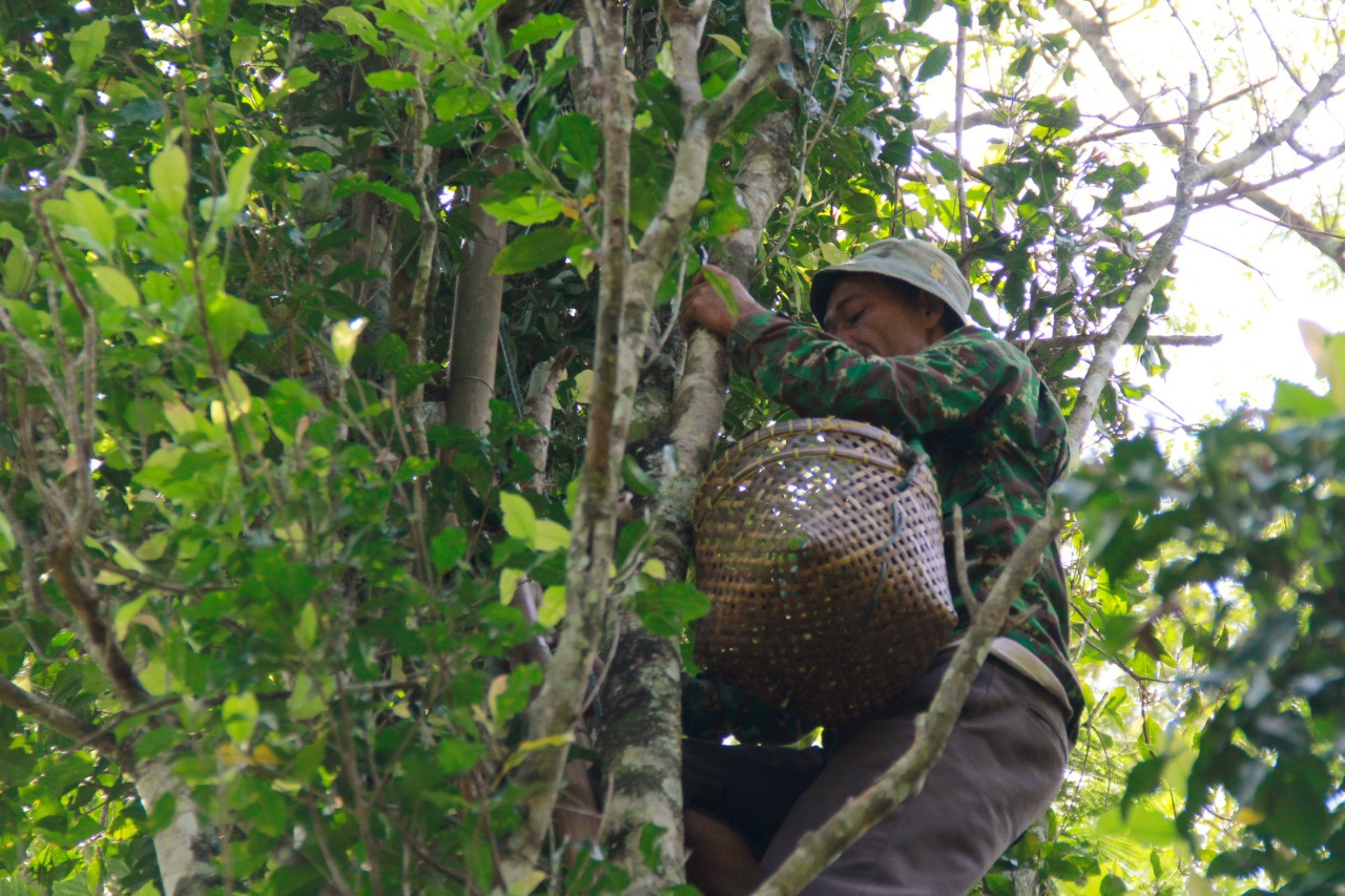 Petani Kemiriombo Harapkan Hasil Terbaik Dari Vanili  