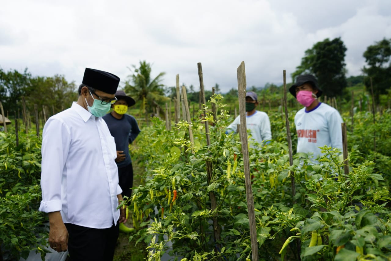 Cabai Temanggung Terbaik Untuk Dikonsumsi