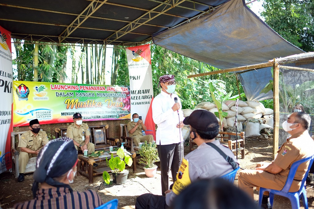 Sukseskan Mustika Desa, Bupati Launching Penanaman Jahe Merah di Kecamatan Tlogomulyo