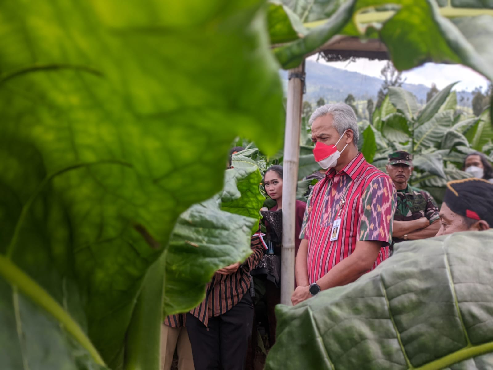 Awali Masa Panen, Ganjar Petik Dua Belas Daun Tembakau 