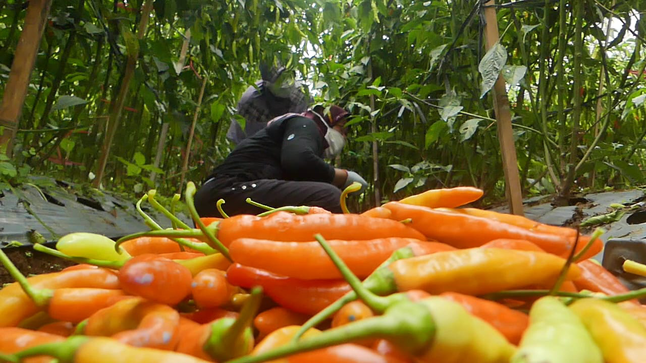 Harga Cabai Sret Ditingkat Petani Alami Kenaikan