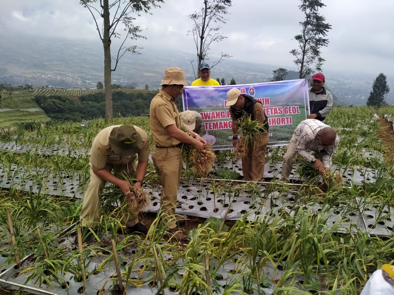 Geol Temanggung Agrihorti, Benih Bawang Putih Lokal Unggulan