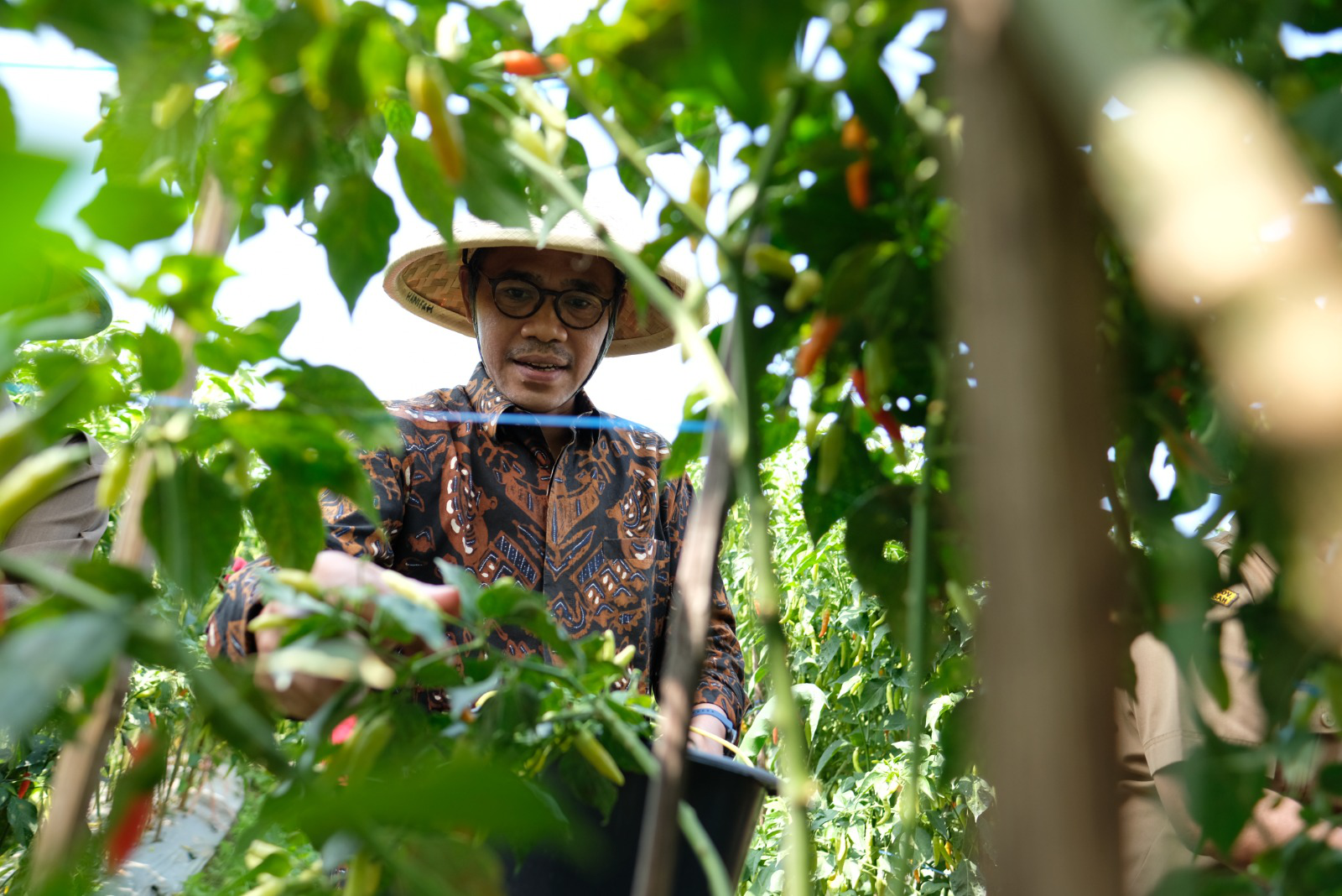 Panen Raya Cabai Bersama Bupati Temanggung