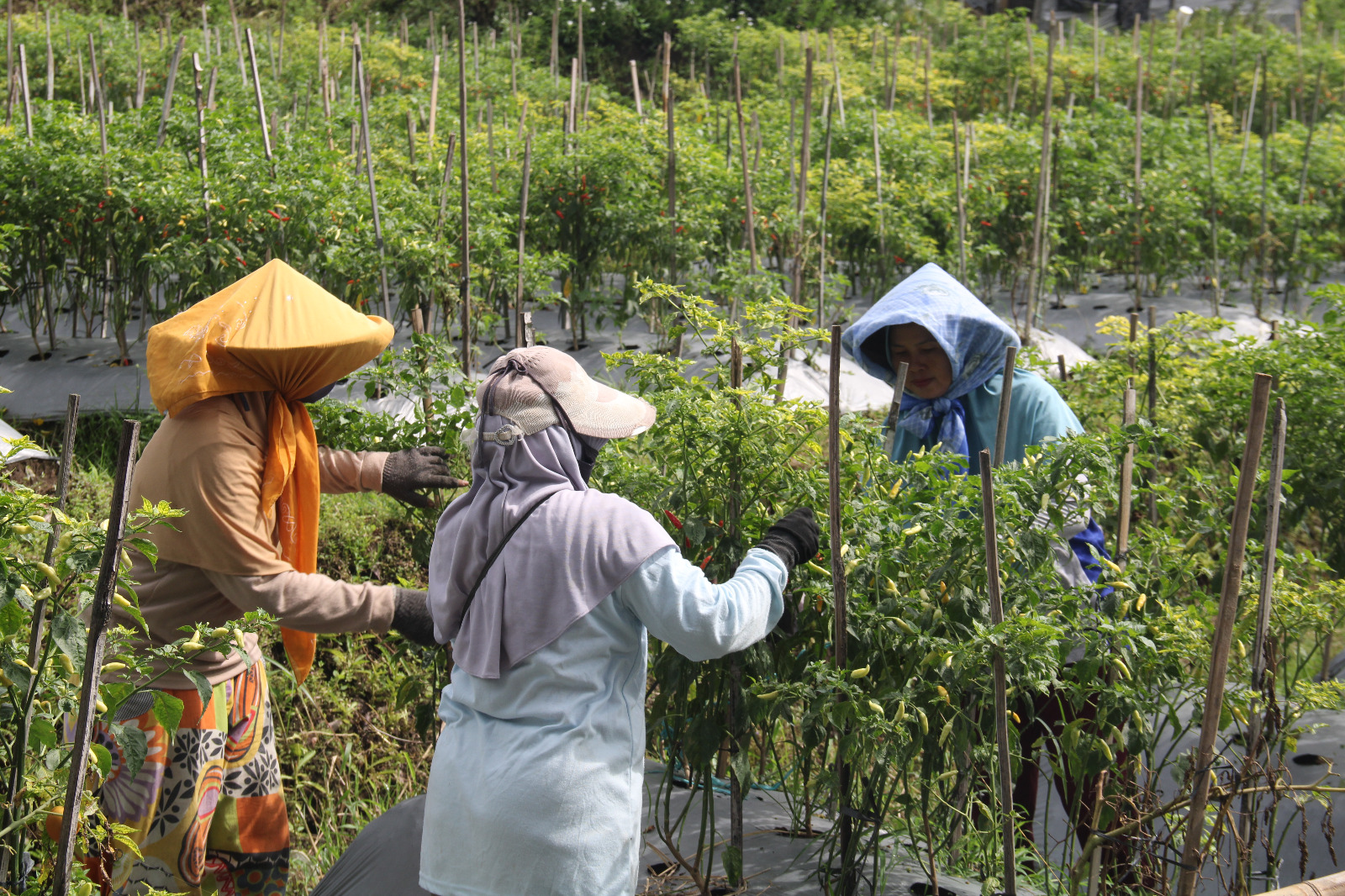 Harga Cabai di Temanggung Berangsur Turun