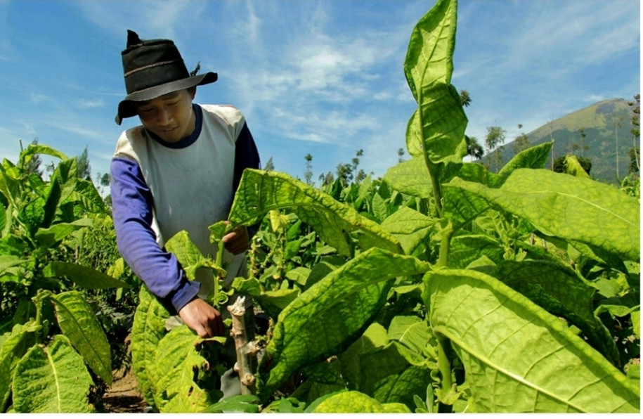 Petani Berharap Tembakau Terserap Dengan Harga Pantas