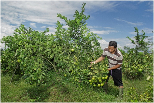 Hasil Lebih Menguntungkan, Petani Cabai Beralih Tanam Jeruk Lemon California