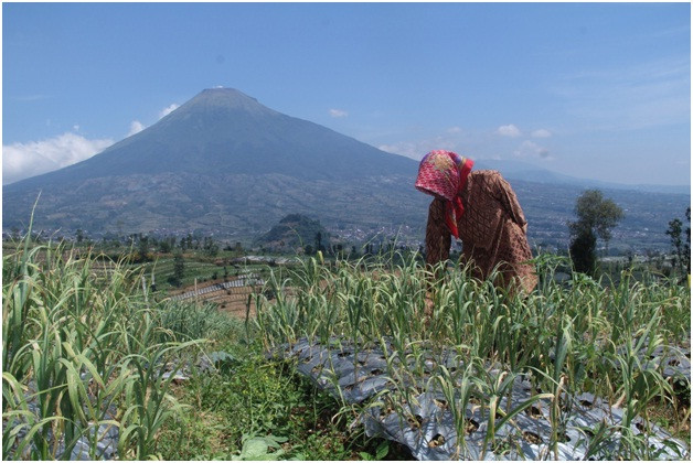 Musim Kemarau Panjang, Petani Khawatir Produksi Bawang Putih Menurun