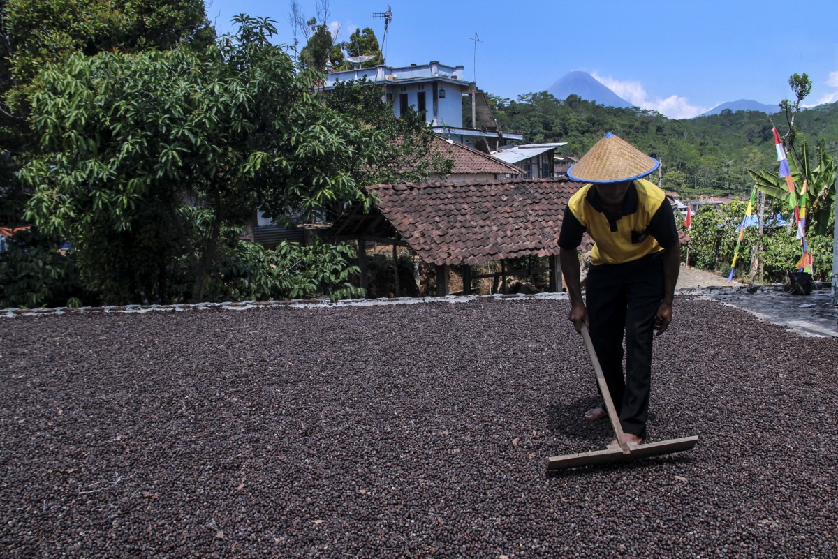 KUB Ngudi Mulyo Temanggung Siapkan Kopi Kualitas Terbaik Untuk CAEXPO 2017 di Cina