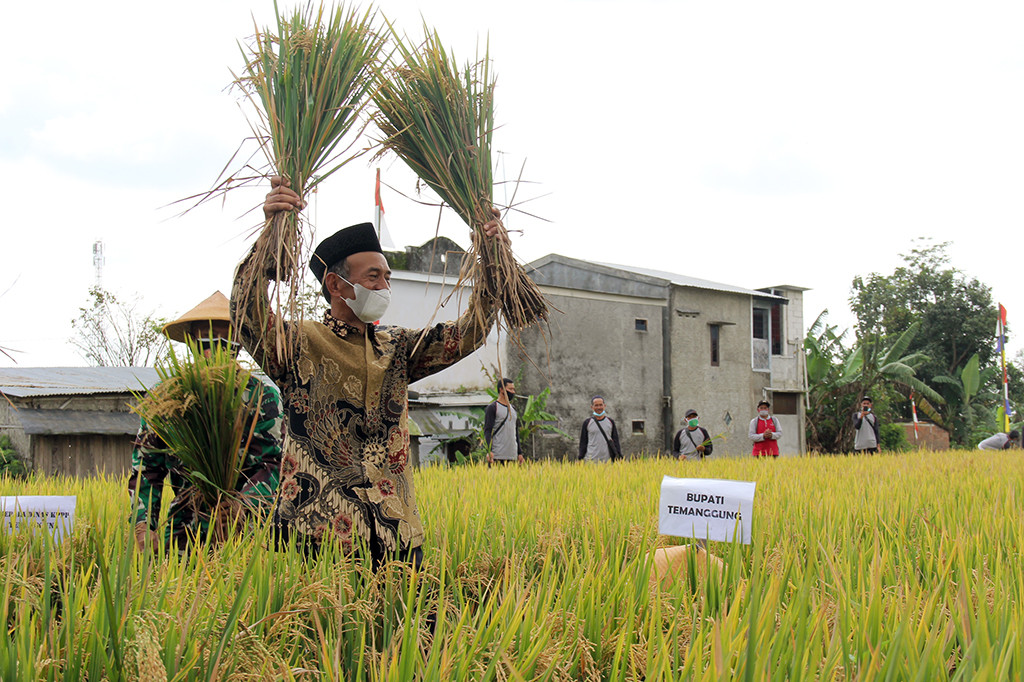 Tangkarkan Benih Inpari 32, Hasil Panen Meningkat