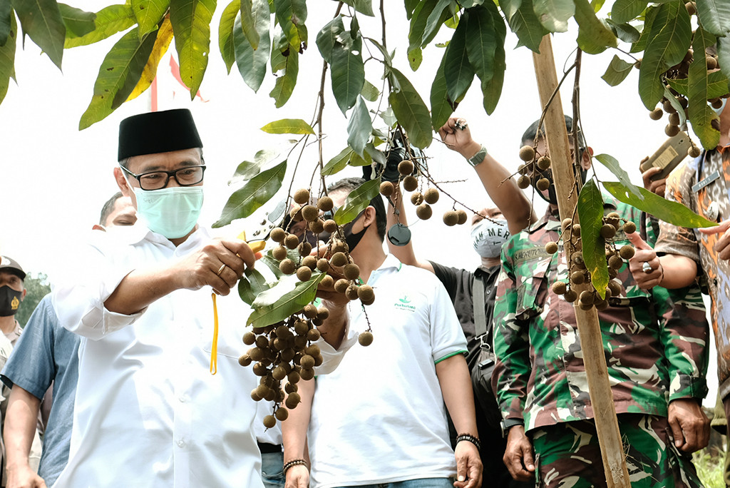 Bupati Panen Perdana Buah Kelengkeng Varietas Baru