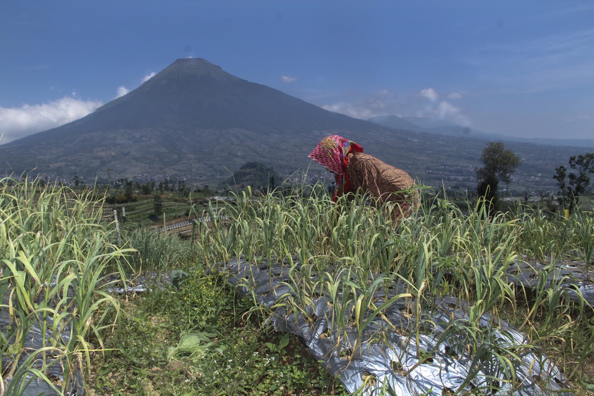 Petani Bawang Temanggung Butuh Upgrade Pengetahuan Budidaya 