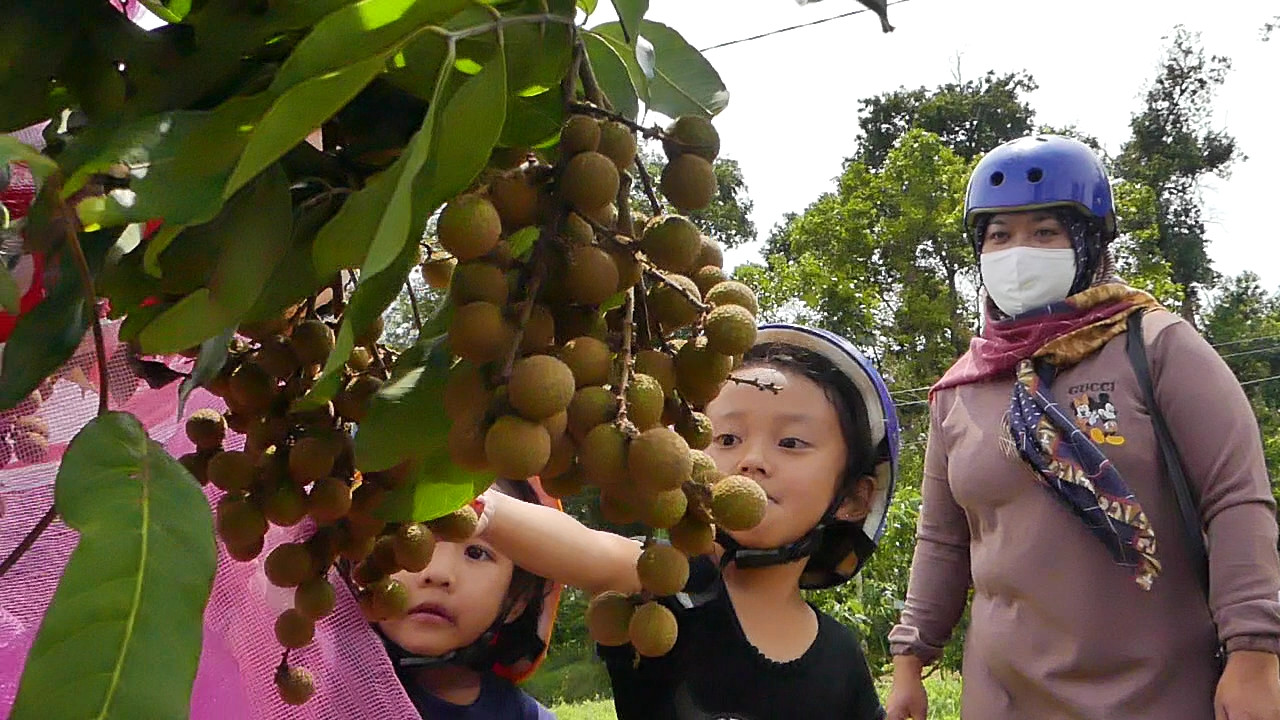 Wisata Bejen Fruit Garden Usung Konsep Perkebunan Modern