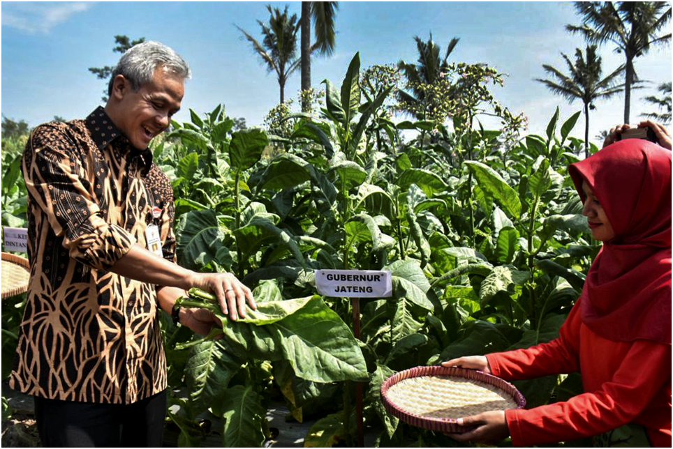 Petani Berharap Ganjar Bisa Tengahi Masalah Tata Niaga Tembakau.