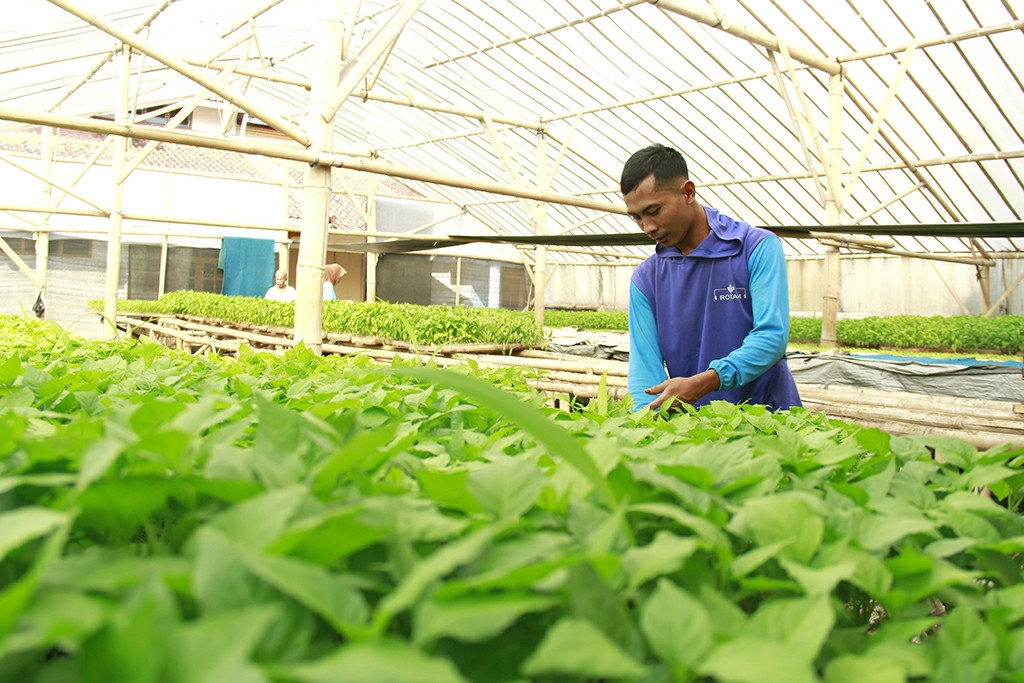 Tekuni Usaha Bibit Tanaman Demi Penuhi Kebutuhan Petani