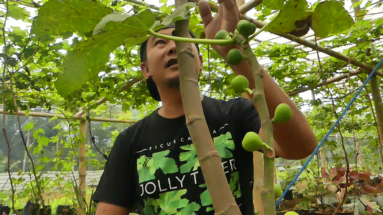 Meraup Untung dari Bisnis Budi Daya Tanaman Buah Tin