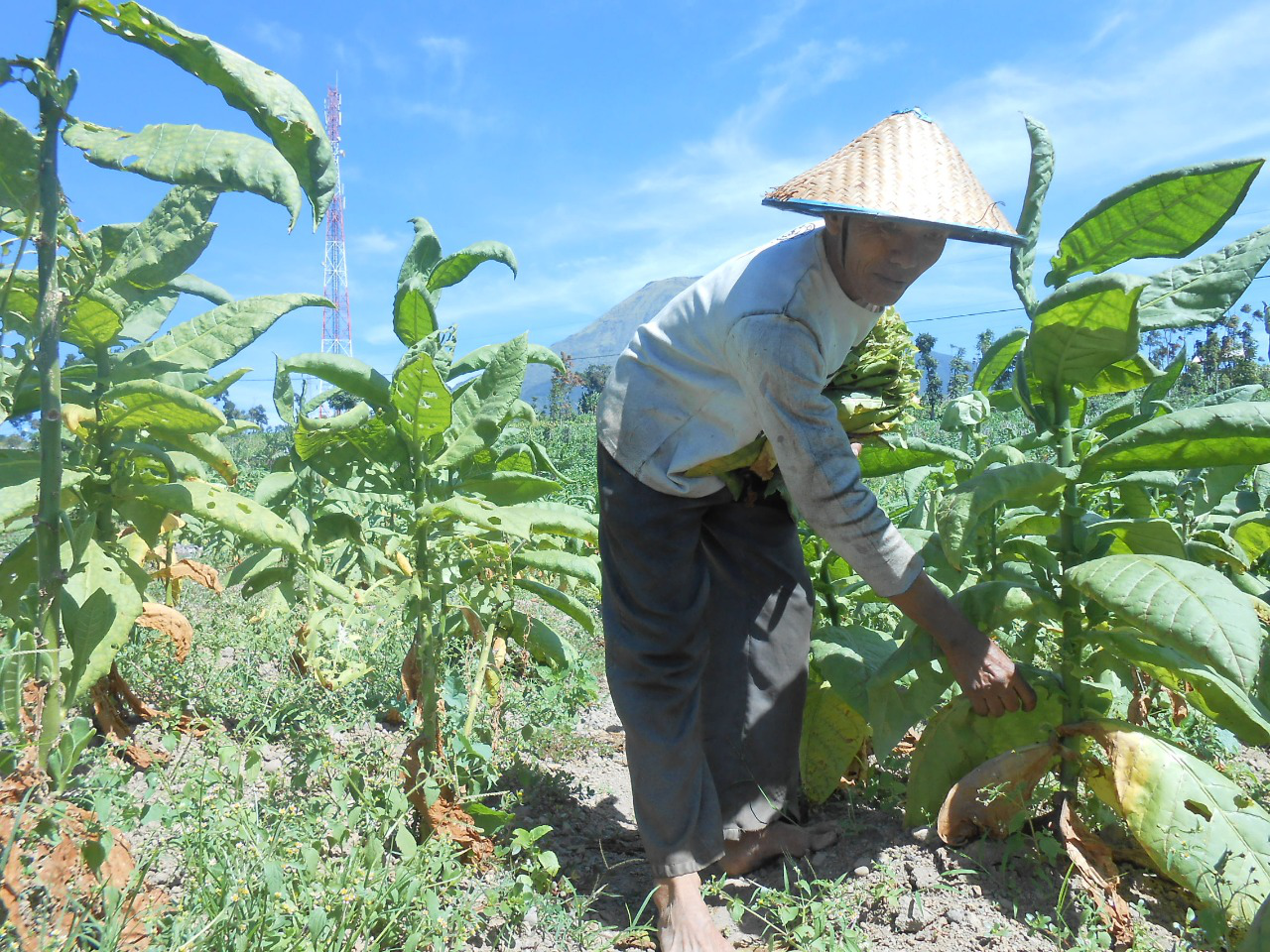 Petani Berharap Hasil Tembakau Tahun Ini Menguntungkan