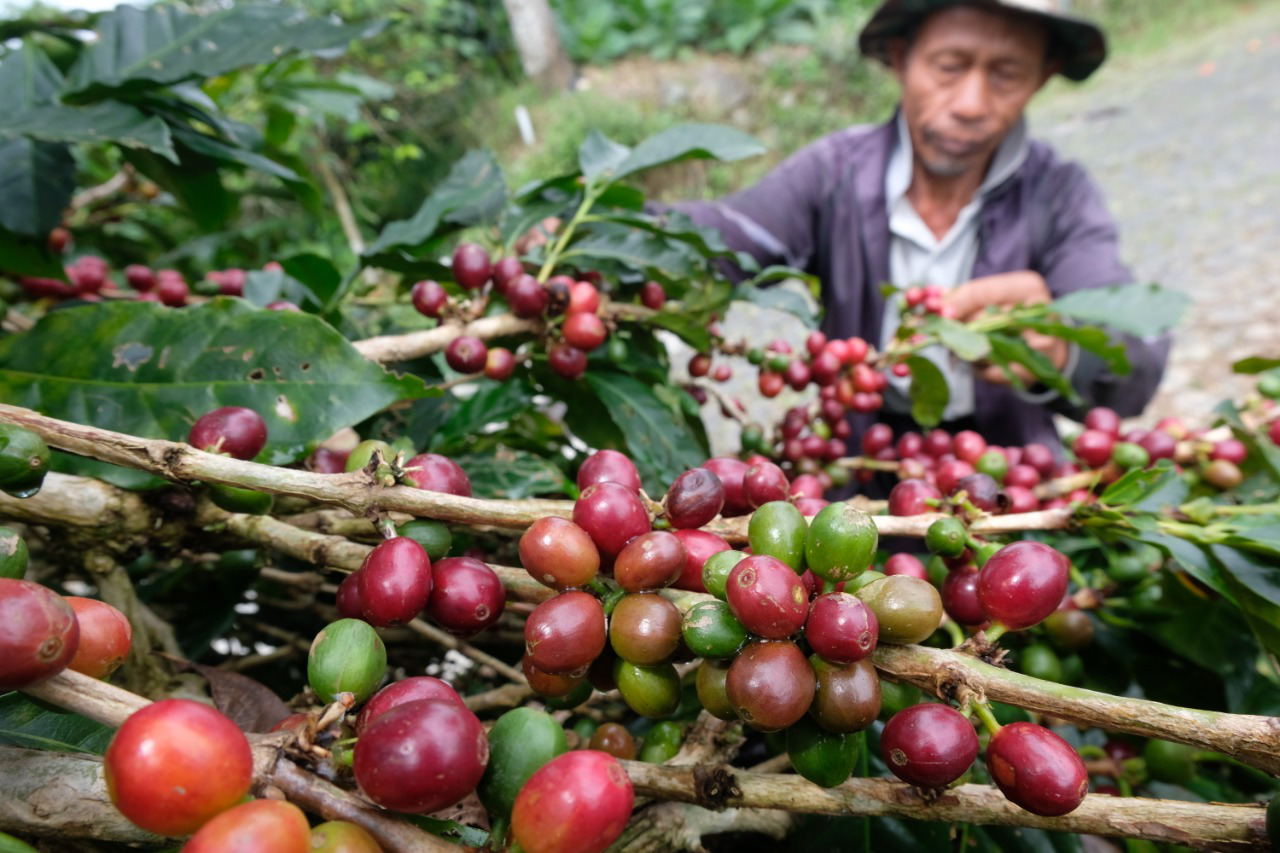 Produktivitas Kopi Robusta di Temanggung Naik 20 Persen