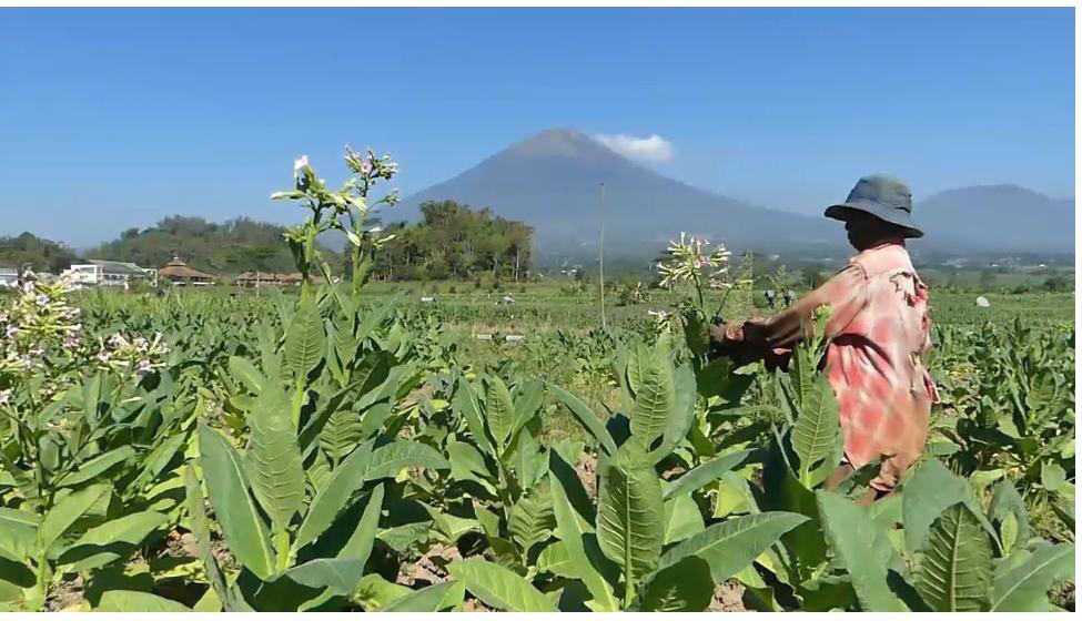 Bupati Berharap Harga Tembakau Tahun Ini Untungkan Petani