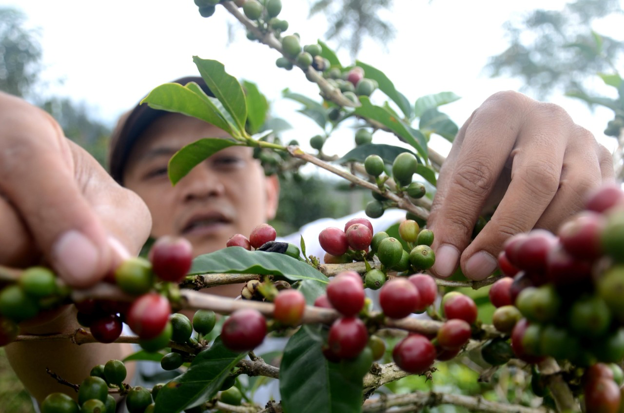 Jelang Akhir Musim Panen, Kualitas Kopi Tetap Baik