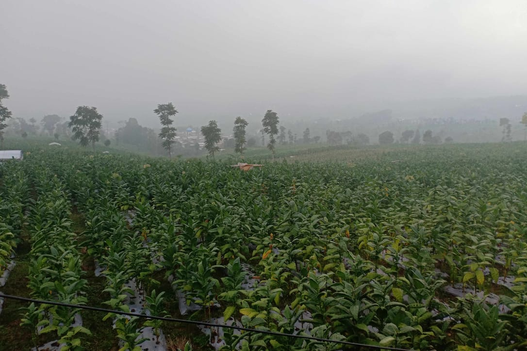 Petani Tembakau Berharap Cuaca Berpihak Disisa Masa Petik