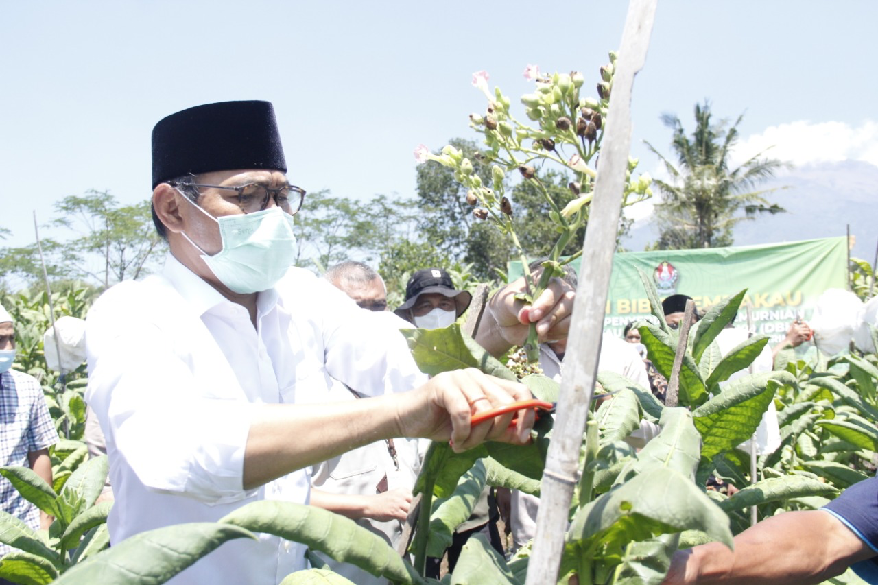 Bupati Panen Benih Tembakau Varietas Kemloko