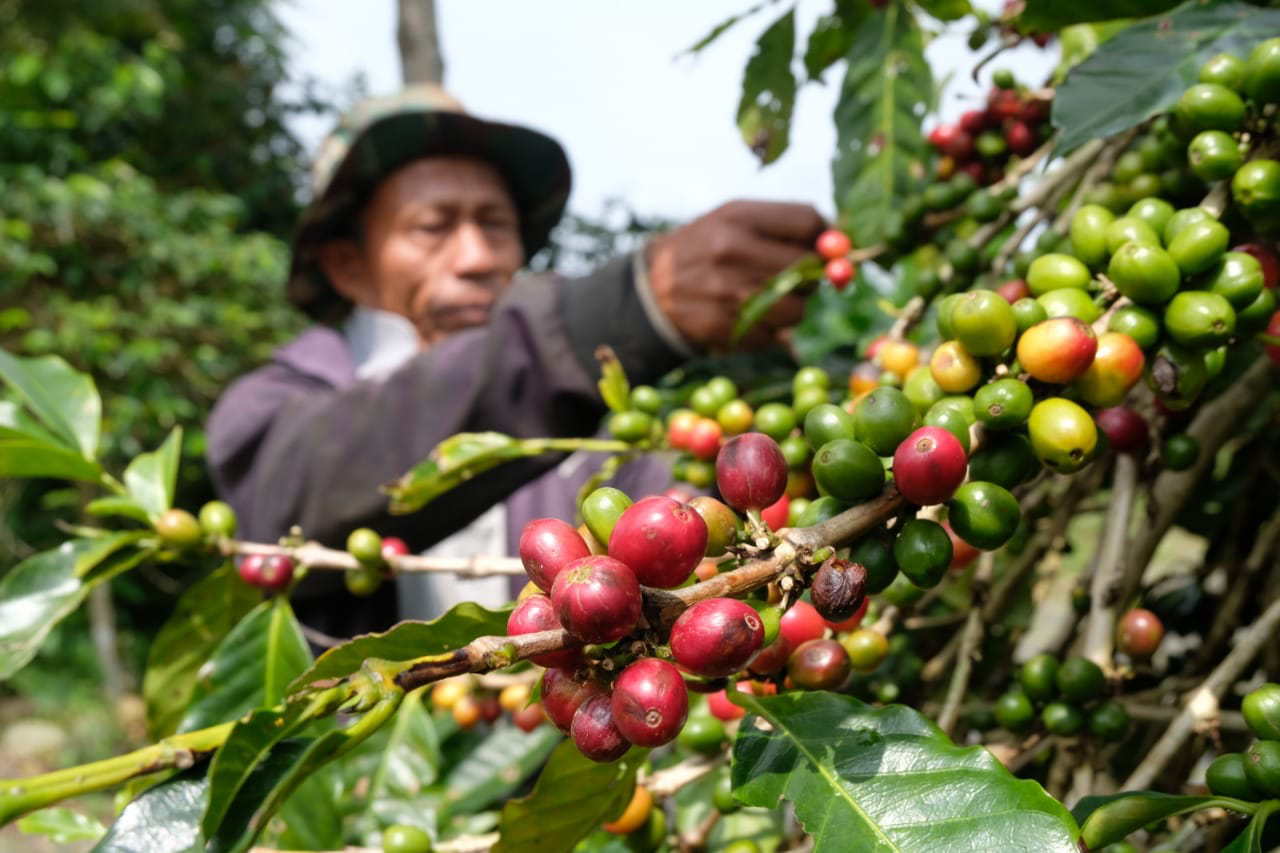 Harga Biji Kopi Kering Robusta Capai Rp 24.000 perkilo