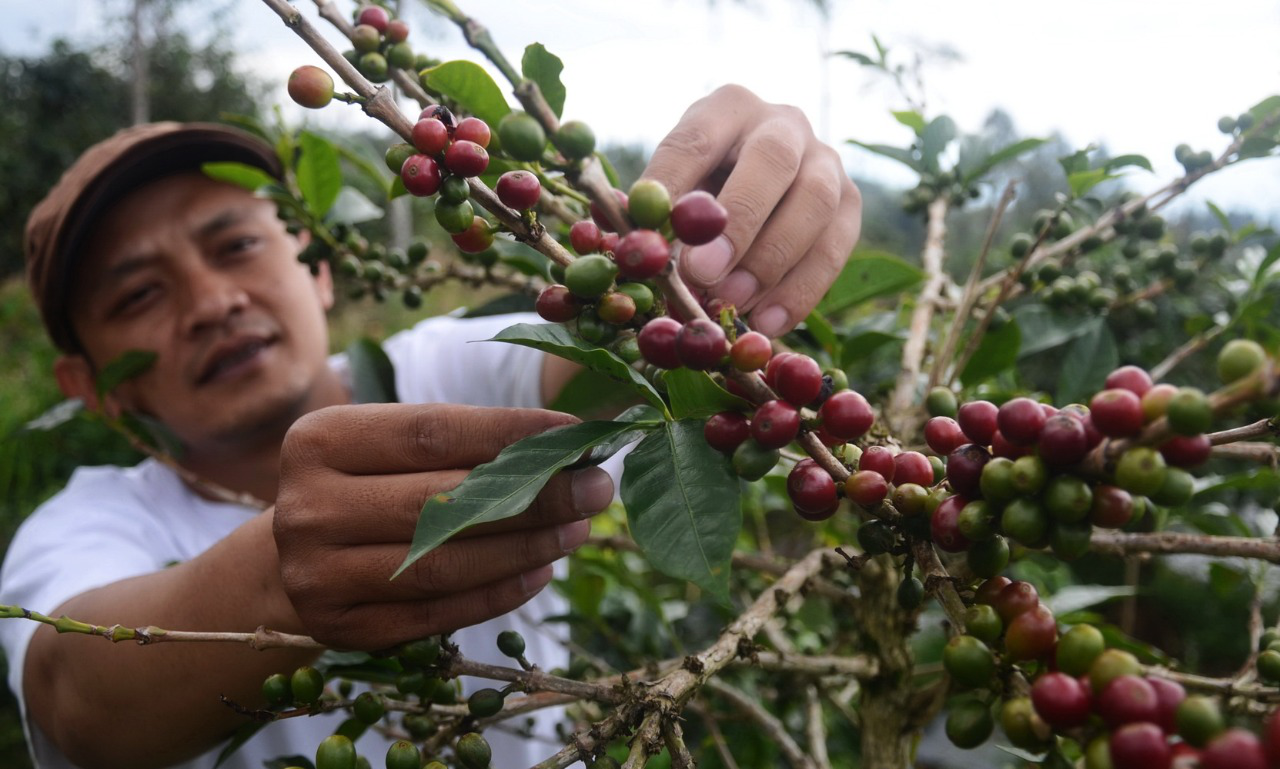 500 Ribu Bibit Kopi Untuk Peremajaan dan Konservasi Lahan