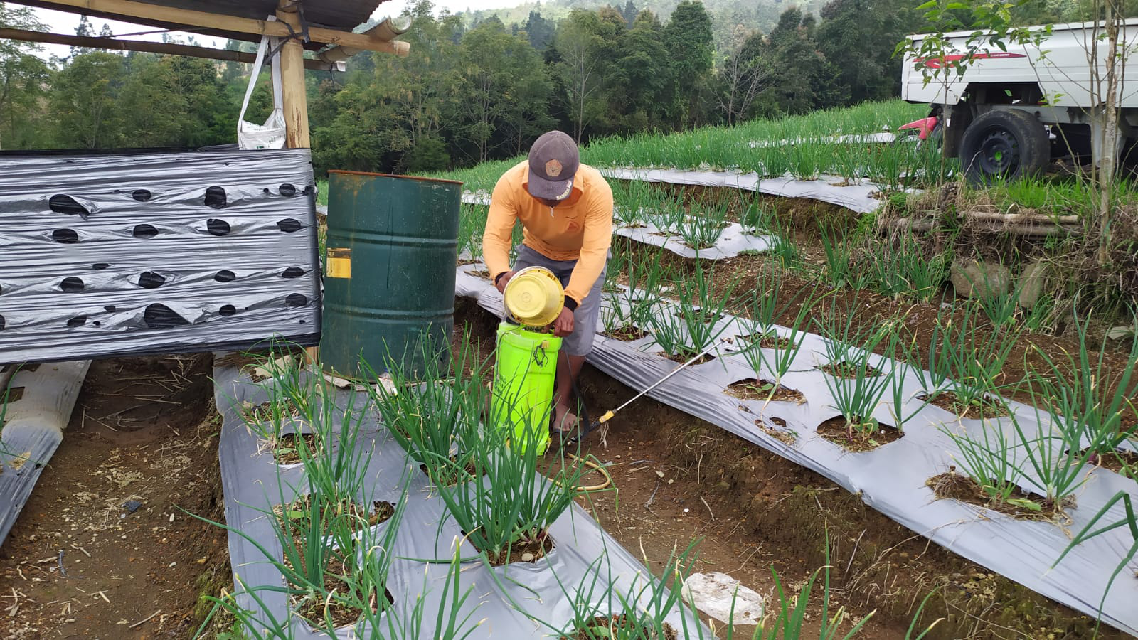 Optimalkan Pupuk dan Lahan dengan Sistem Tumpang Gilir