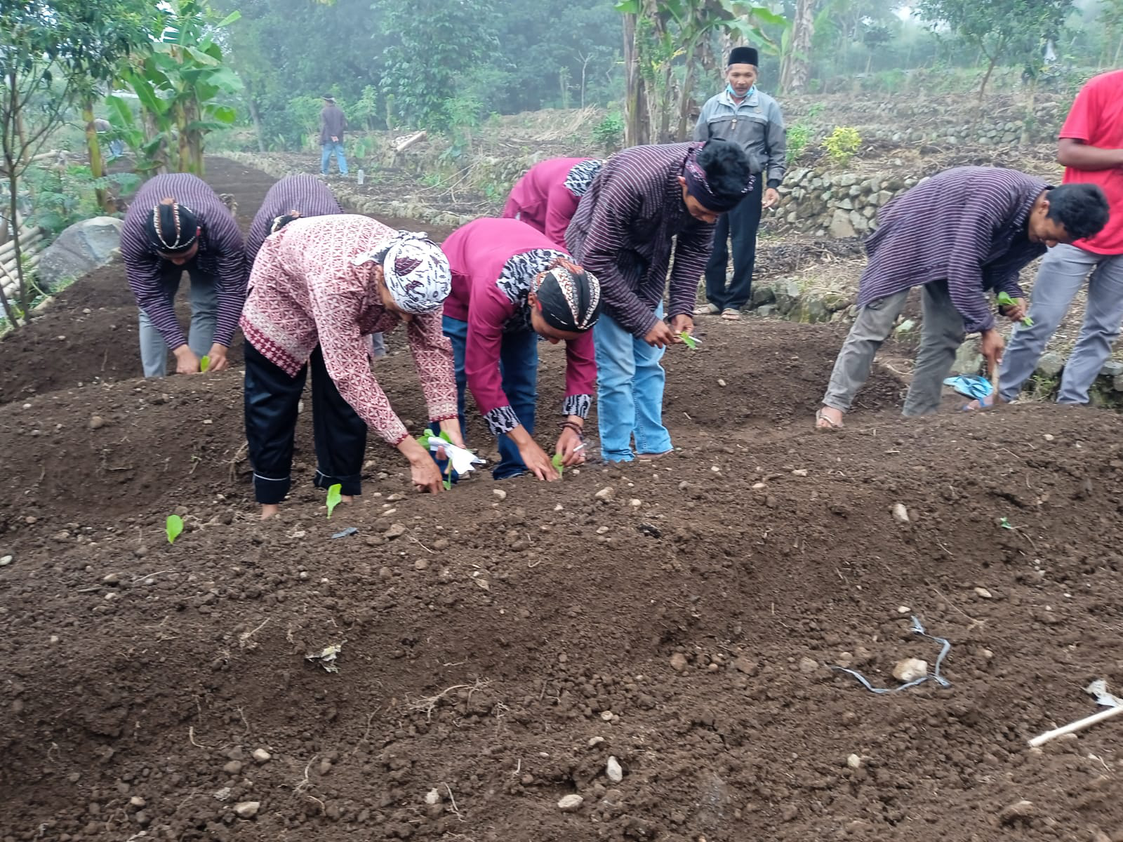 Musim Tanam Tembakau, PIHC Distribusikan Pupuk Za 150 ton per Hari