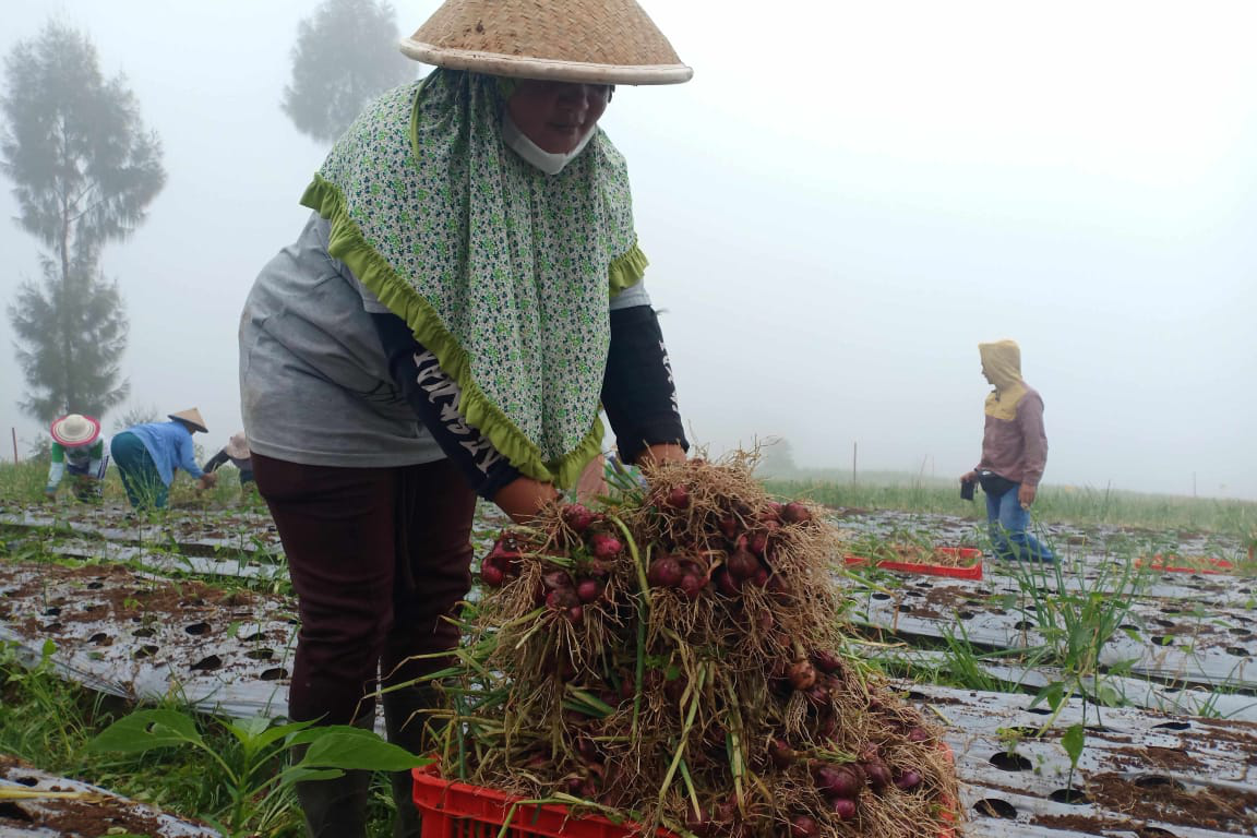 Fokus Food Estate di Lima Kecamatan di Temanggung 