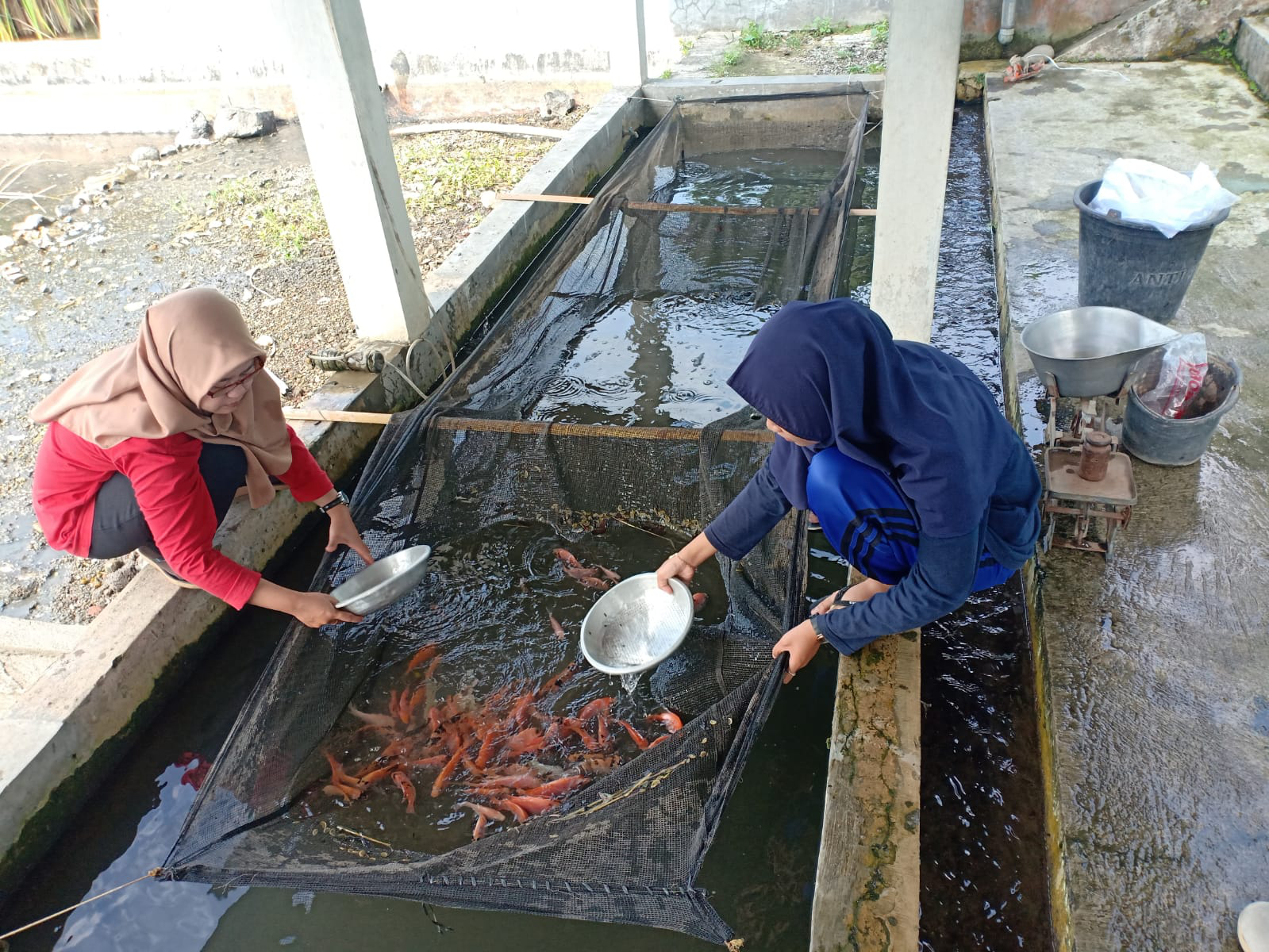 Musim Pancaroba, Pemeliharaan Ikan Harus Ekstra