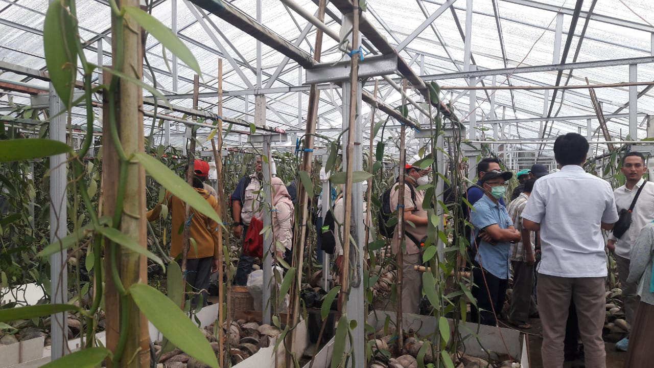 Kualitas Terbaik Dunia, Pengusaha Hutan Belajar Budi Daya Vanili di Temanggung