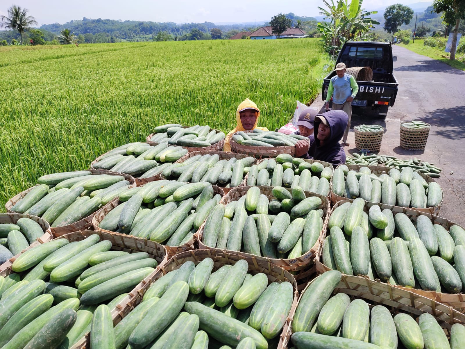 Panen Mentimun, Petani Berharap Harga Kembali Naik