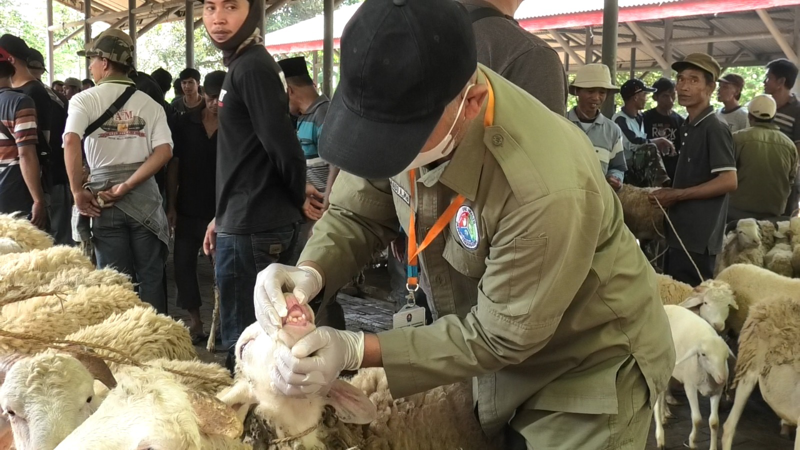 DKPPP Perketat Pengawasan Kesehatan Hewan Kurban