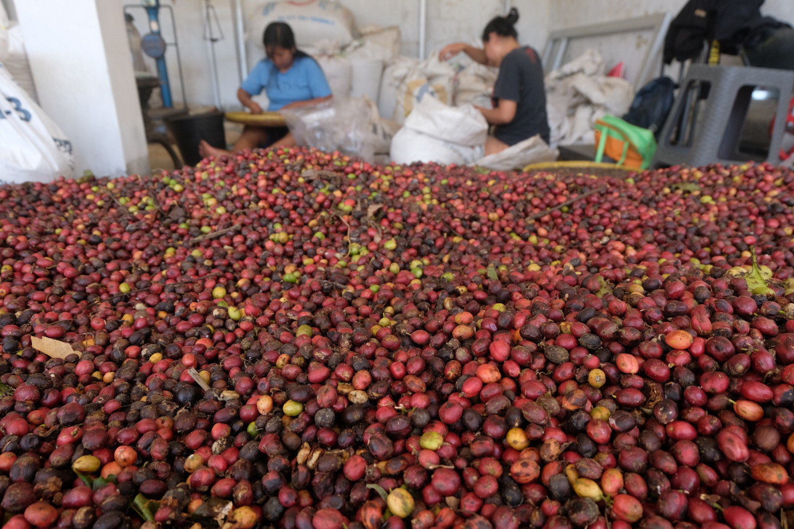 Keaslian Kopi Temanggung Harus Dijaga