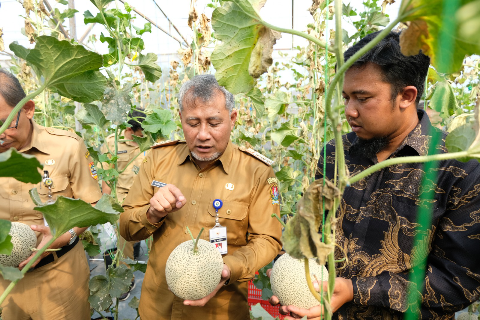 Pj. Bupati Temanggung Panen Melon Kualitas Premium di Bansari