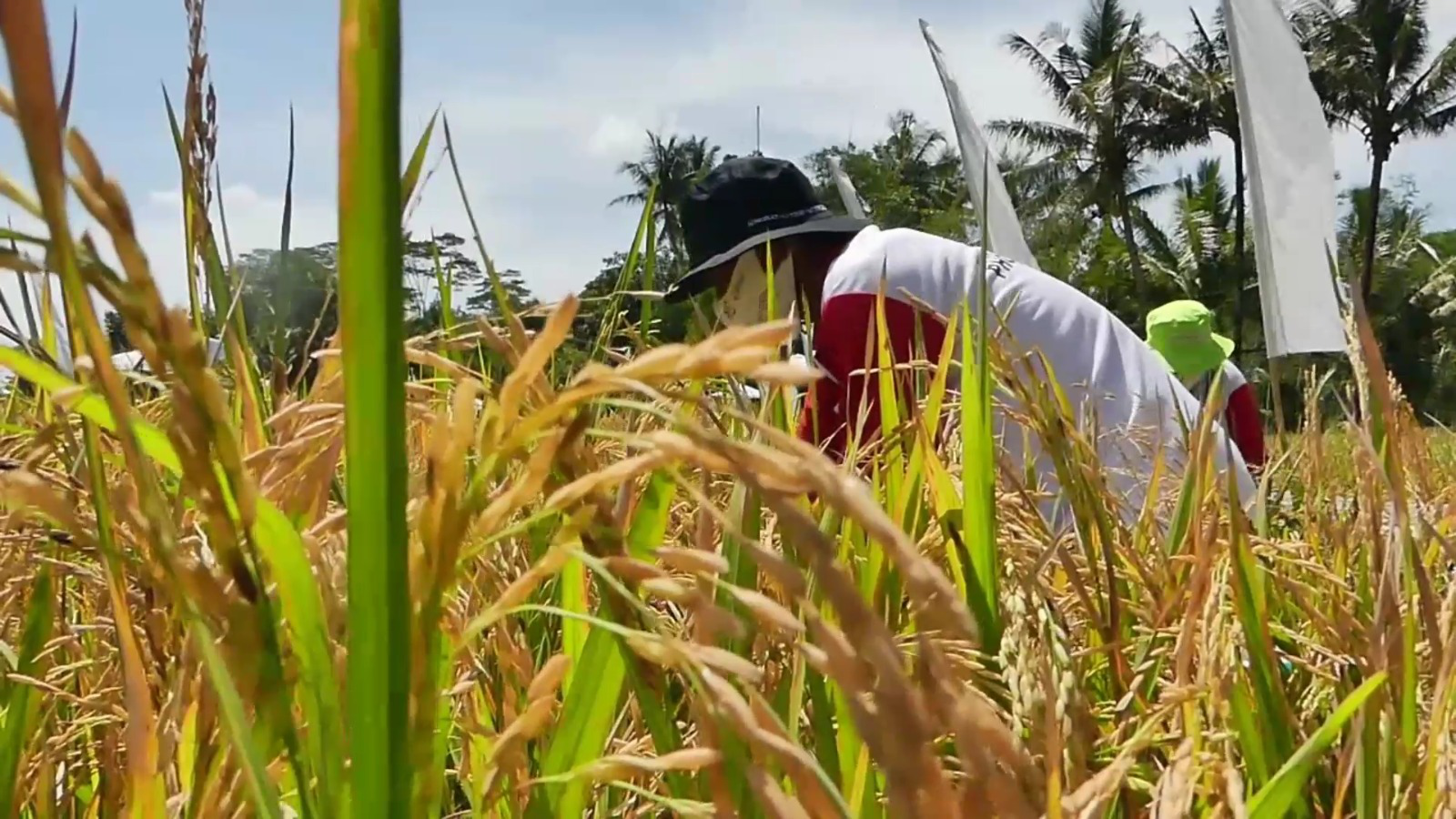 Temanggung Surplus Beras 9.762 ton Periode Maret-April 2024