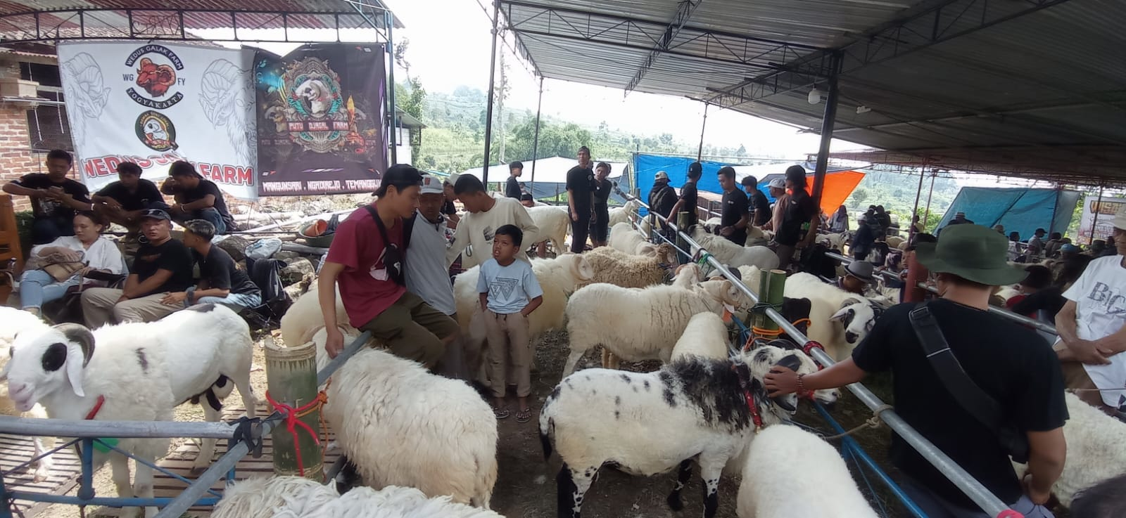 Miliki Potensi Ekonomi, Domba Teropong Asli Temanggung Diminta Dilestarikan