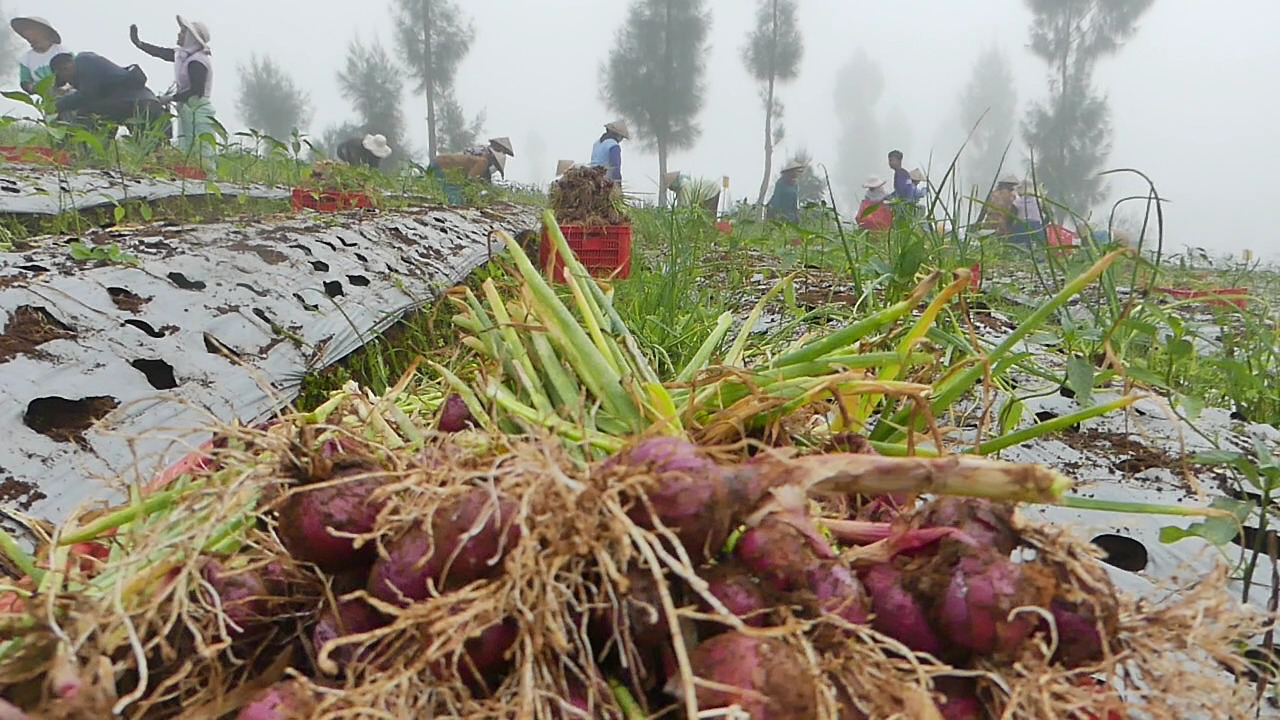 Harga Bawang Merah Tinggi, Petani di Bansari Meraup Untung